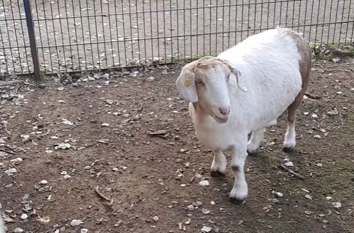 Ziege Schneewittchen im Tierpark Hattersheim